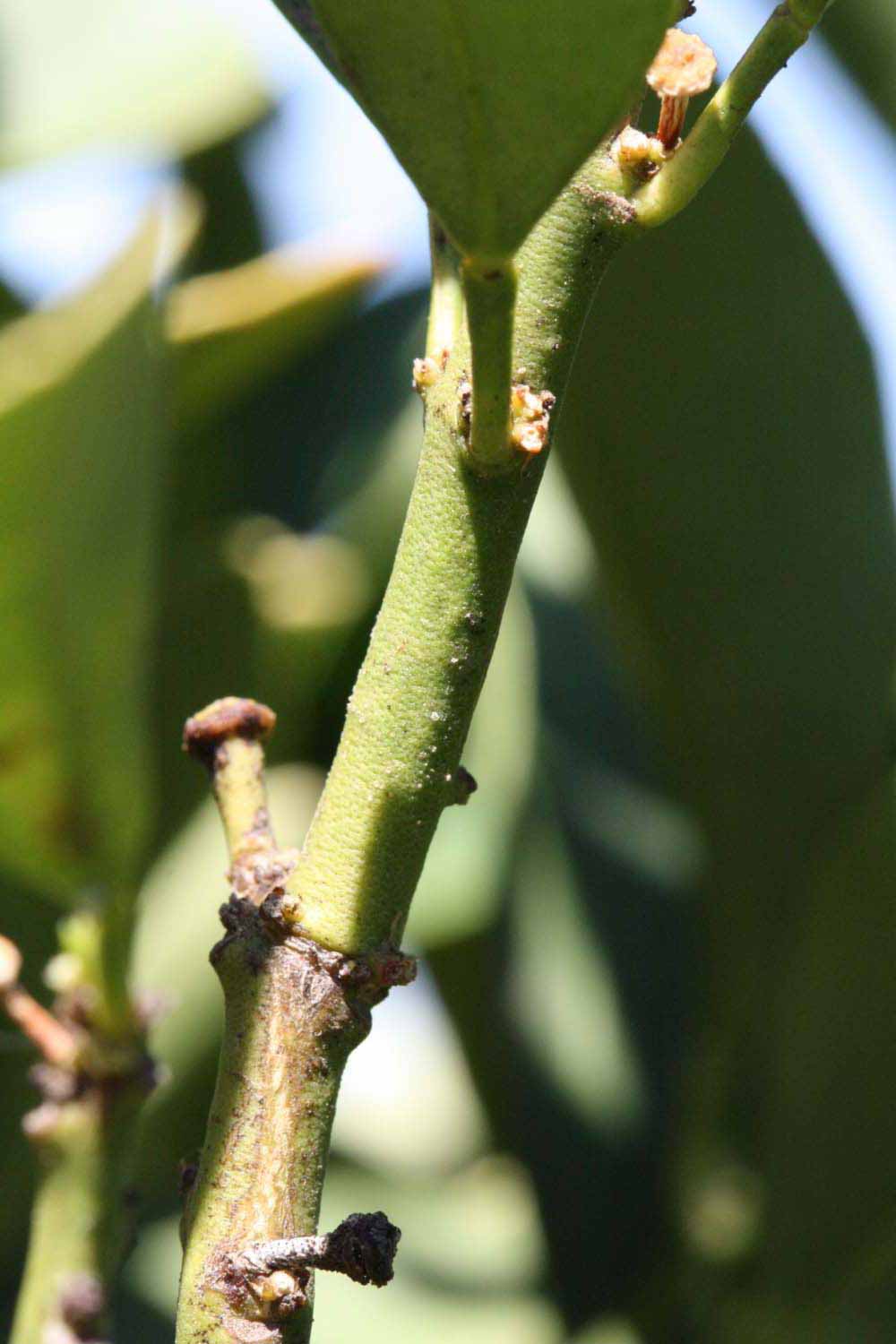            First year twig (Riverside, CA)   